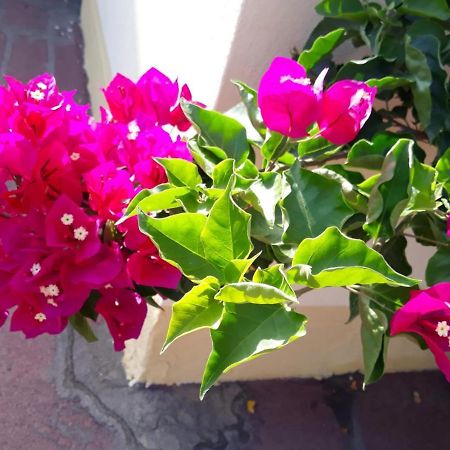דירות אורוסיי Casa Lupino מראה חיצוני תמונה